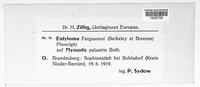 Entyloma fergussonii image